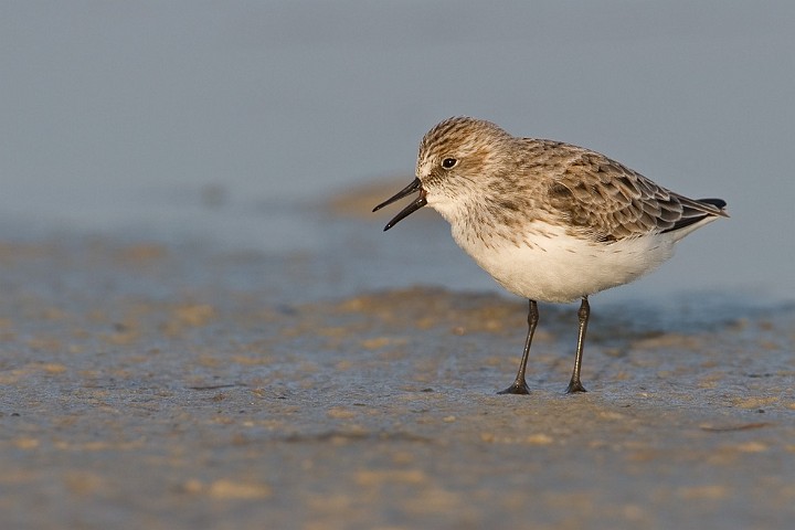 Sanderling Calidris alba Sanderling